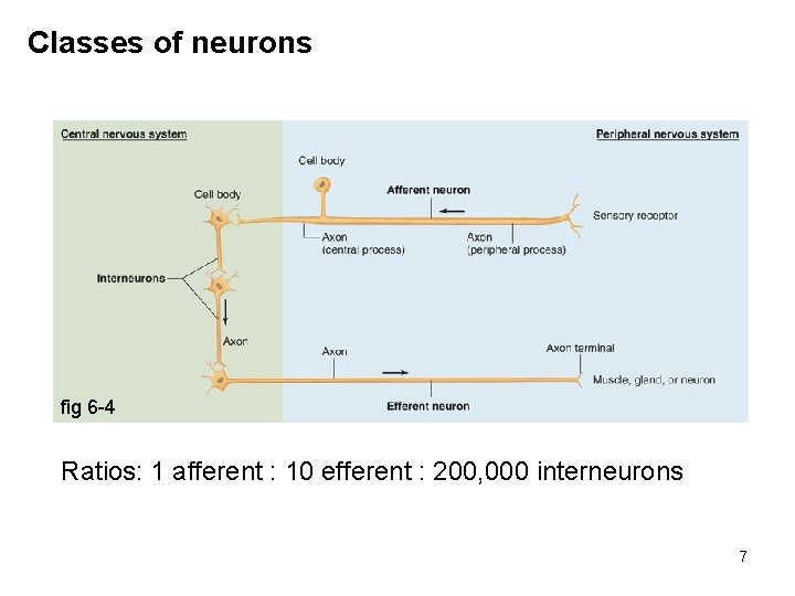 Classes of neurons fig 6 -4 Ratios: 1 afferent : 10 efferent : 200,