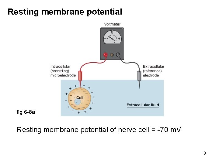 Resting membrane potential fig 6 -8 a Resting membrane potential of nerve cell =