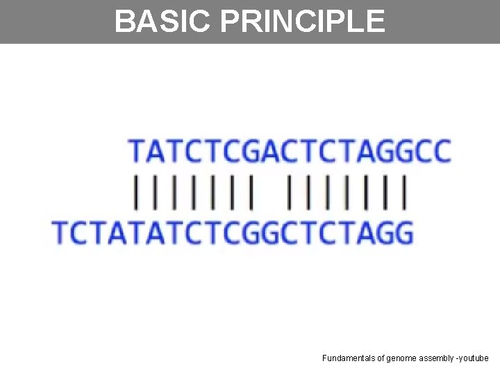 BASIC PRINCIPLE Fundamentals of genome assembly -youtube 