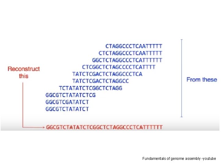 Fundamentals of genome assembly -youtube 