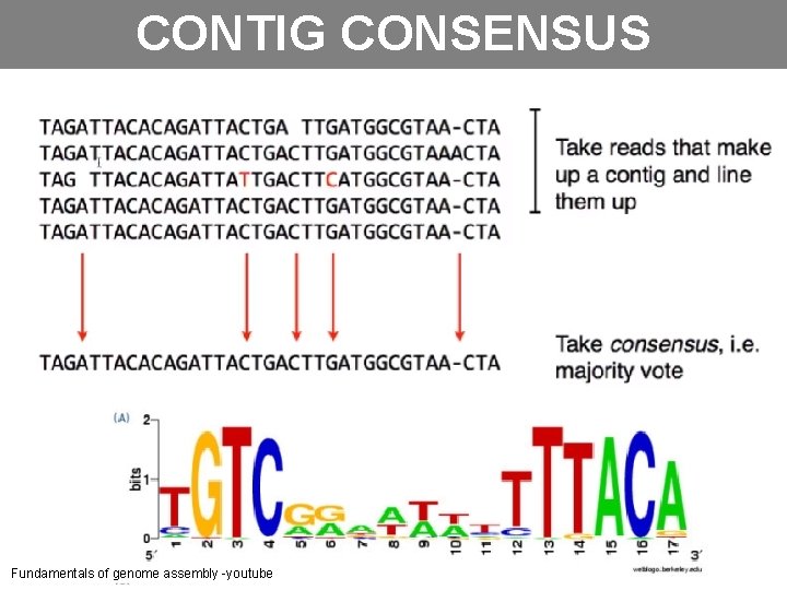 CONTIG CONSENSUS Fundamentals of genome assembly -youtube 