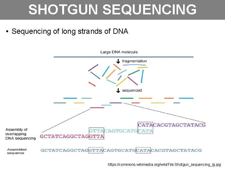 SHOTGUN SEQUENCING • Sequencing of long strands of DNA https: //commons. wikimedia. org/wiki/File: Shotgun_sequencing_lg.