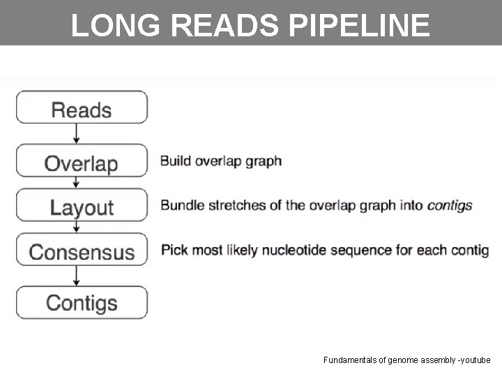 LONG READS PIPELINE Fundamentals of genome assembly -youtube 