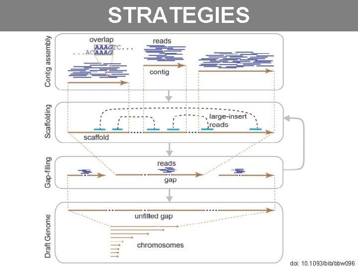 STRATEGIES doi: 10. 1093/bib/bbw 096 