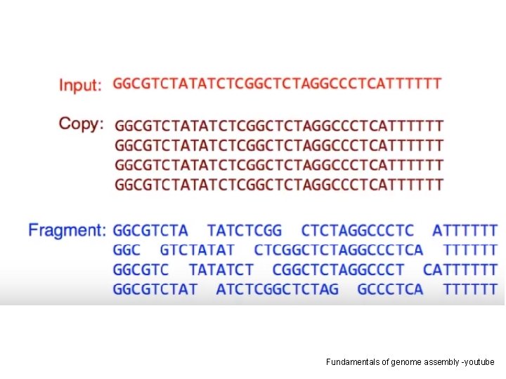 Fundamentals of genome assembly -youtube 