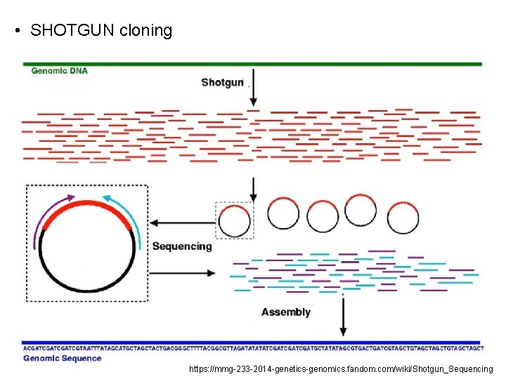  • SHOTGUN cloning https: //mmg-233 -2014 -genetics-genomics. fandom. com/wiki/Shotgun_Sequencing 