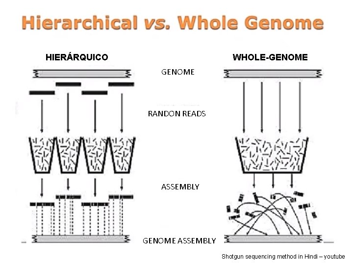  HIERÁRQUICO WHOLE-GENOME RANDON READS ASSEMBLY GENOME ASSEMBLY Shotgun sequencing method in Hindi –