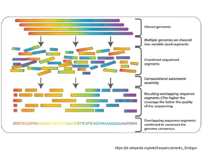 https: //pt. wikipedia. org/wiki/Sequenciamento_Shotgun 