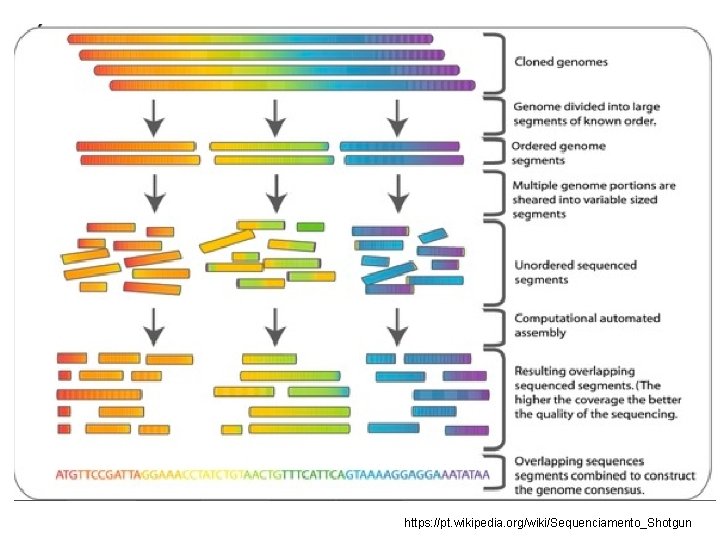 https: //pt. wikipedia. org/wiki/Sequenciamento_Shotgun 