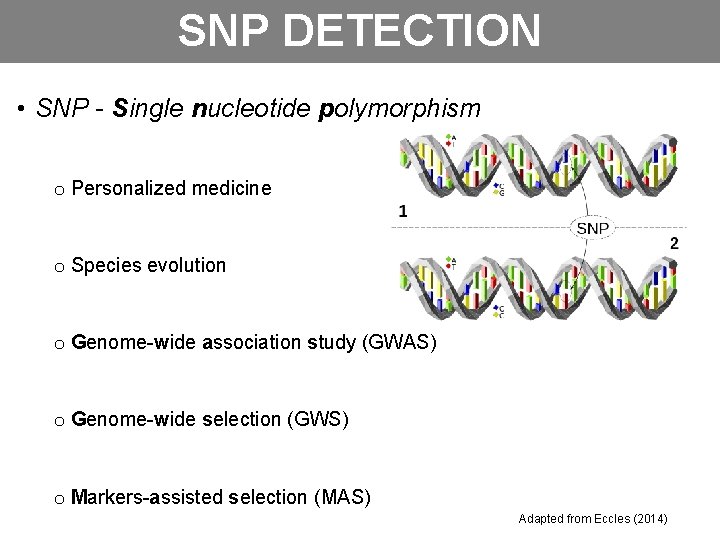 SNP DETECTION • SNP - Single nucleotide polymorphism o Personalized medicine o Species evolution