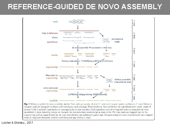 REFERENCE-GUIDED DE NOVO ASSEMBLY Lischer & Shimizu. , 2017 