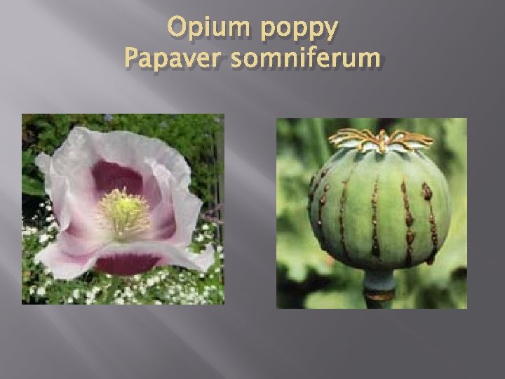 Opium poppy Papaver somniferum 