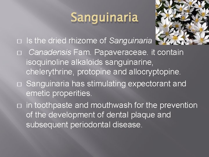 Sanguinaria � � Is the dried rhizome of Sanguinaria Canadensis Fam. Papaveraceae. it contain