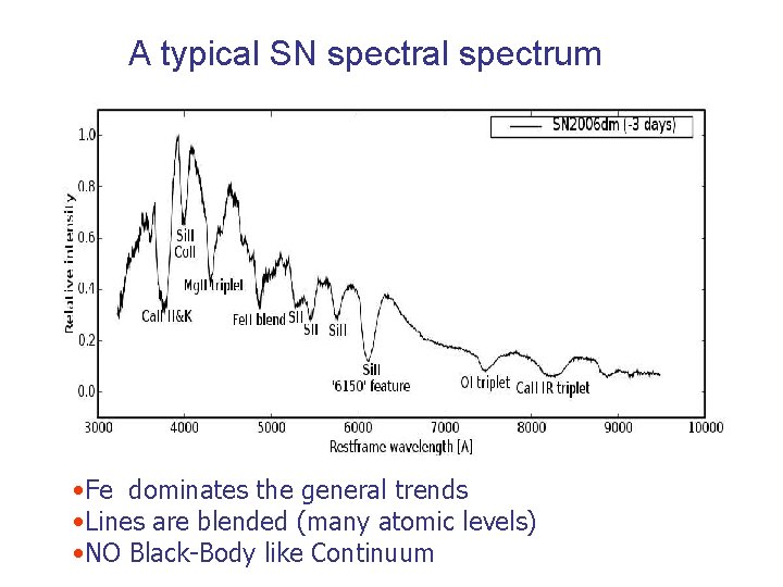 A typical SN spectral spectrum • Fe dominates the general trends • Lines are A typical SN spectral spectrum • Fe dominates the general trends • Lines are