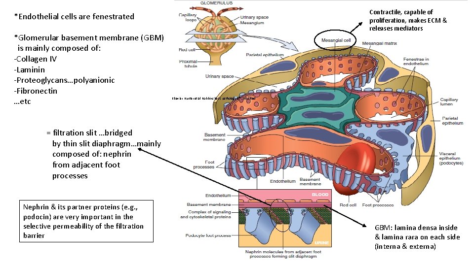 Contractile, capable of proliferation, makes ECM & releases mediators *Endothelial cells are fenestrated *Glomerular
