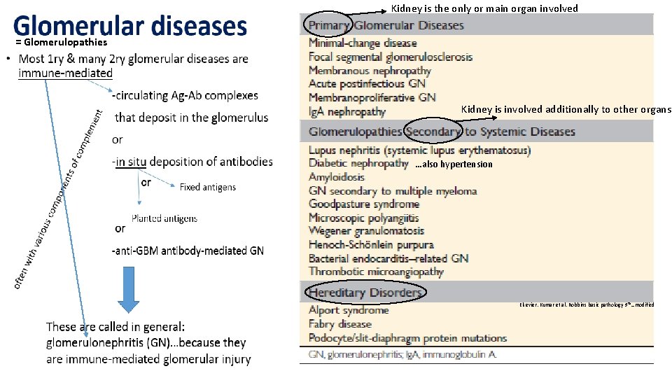Kidney is the only or main organ involved = Glomerulopathies Kidney is involved additionally