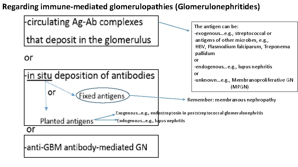 Regarding immune-mediated glomerulopathies (Glomerulonephritides) The antigen can be: -exogenous…e. g. , streptococcal or antigens