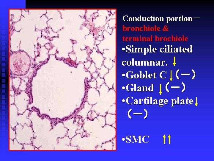 Conduction portion－ bronchiole & terminal brochiole • Simple ciliated columnar. • Goblet C （－）