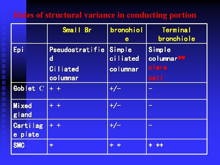 Rules of structural variance in conducting portion Small Br bronchiol e Epi Pseudostratifie Simple