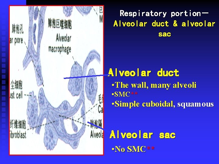 Respiratory portion- Alveolar duct & alveolar sac Alveolar duct • The wall, many alveoli Respiratory portion- Alveolar duct & alveolar sac Alveolar duct • The wall, many alveoli