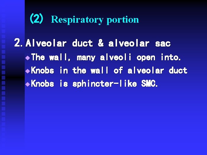 (2) Respiratory portion 2. Alveolar duct & alveolar sac The wall, many alveoli open (2) Respiratory portion 2. Alveolar duct & alveolar sac The wall, many alveoli open
