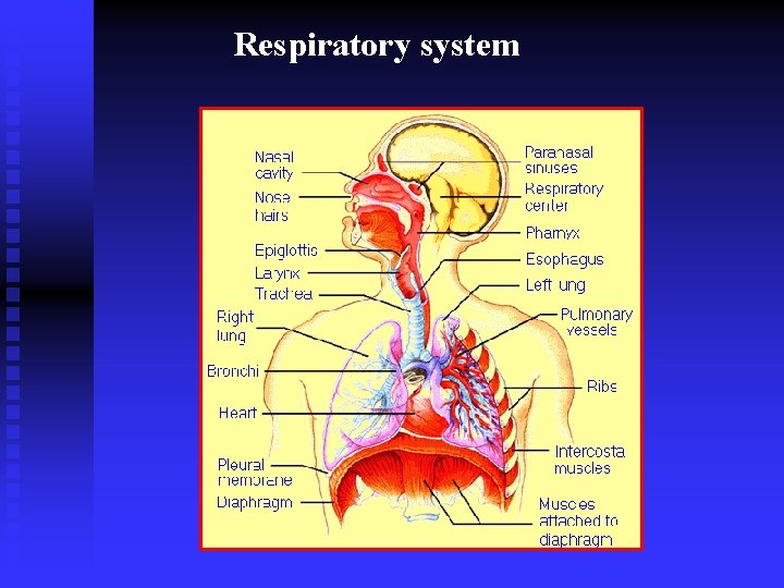 Respiratory system 