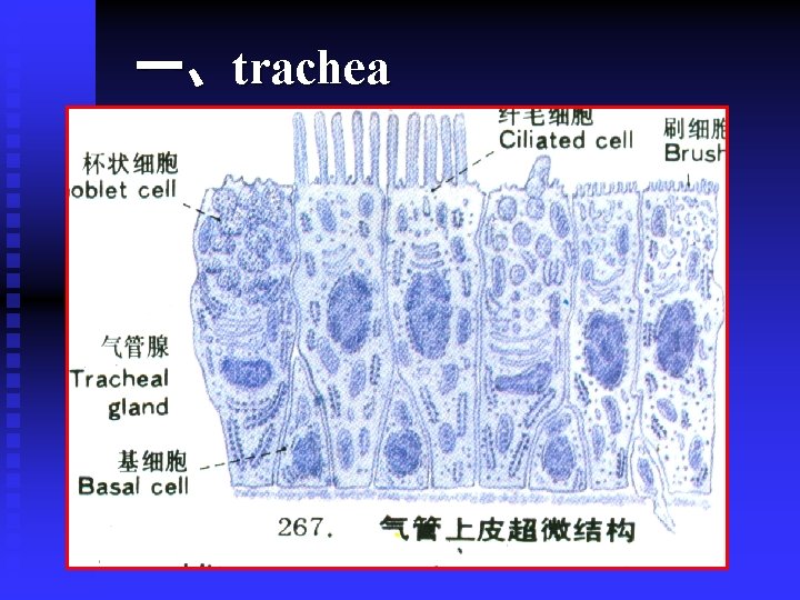 一、trachea 