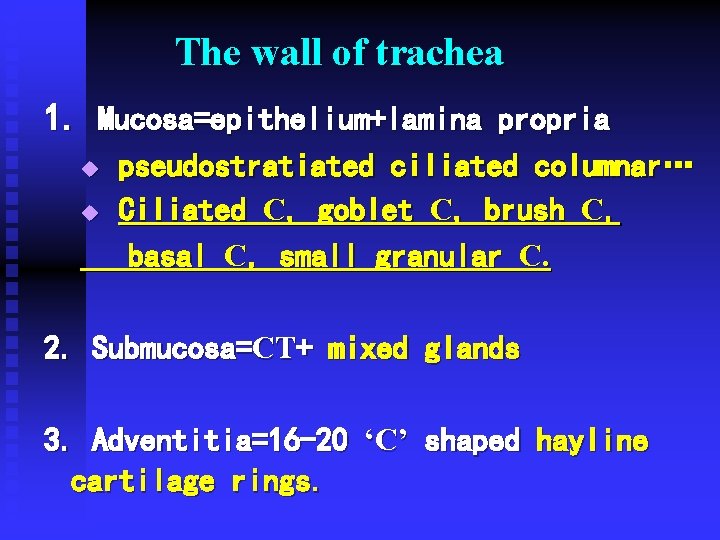 The wall of trachea 1. Mucosa=epithelium+lamina propria u u pseudostratiated ciliated columnar… Ciliated C, The wall of trachea 1. Mucosa=epithelium+lamina propria u u pseudostratiated ciliated columnar… Ciliated C,