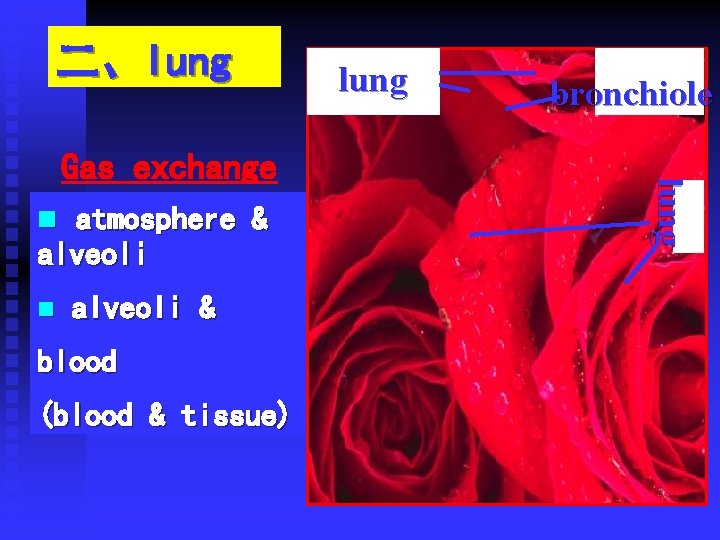 二、lung n atmosphere & alveoli n alveoli & blood (blood & tissue) bronchiole l