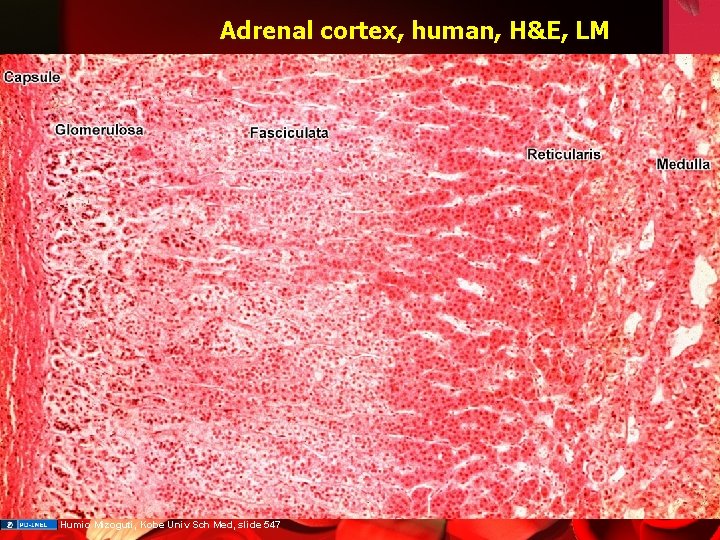 Adrenal cortex, human, H&E, LM Humio Mizoguti, Kobe Univ Sch Med, slide 547 