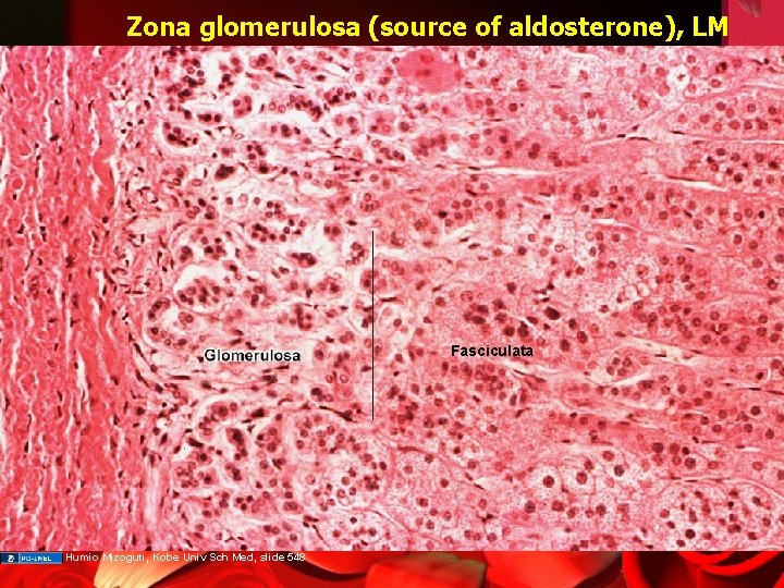 Zona glomerulosa (source of aldosterone), LM Fasciculata Humio Mizoguti, Kobe Univ Sch Med, slide