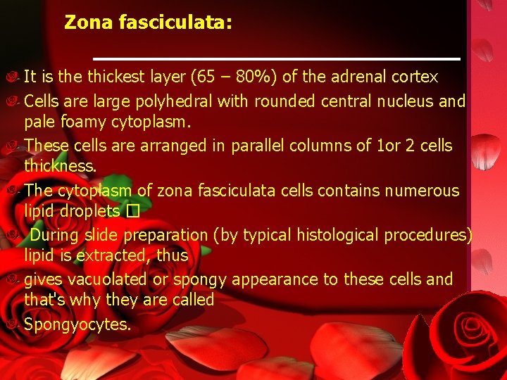 Zona fasciculata: It is the thickest layer (65 – 80%) of the adrenal cortex
