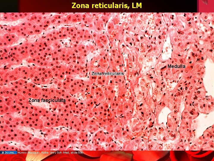 Zona reticularis, LM Medulla Zona fasciculata Humio Mizoguti, Kobe Univ Sch Med, slide 550