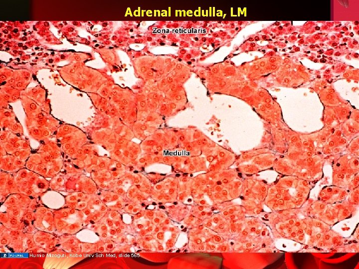 Adrenal medulla, LM Humio Mizoguti, Kobe Univ Sch Med, slide 565 