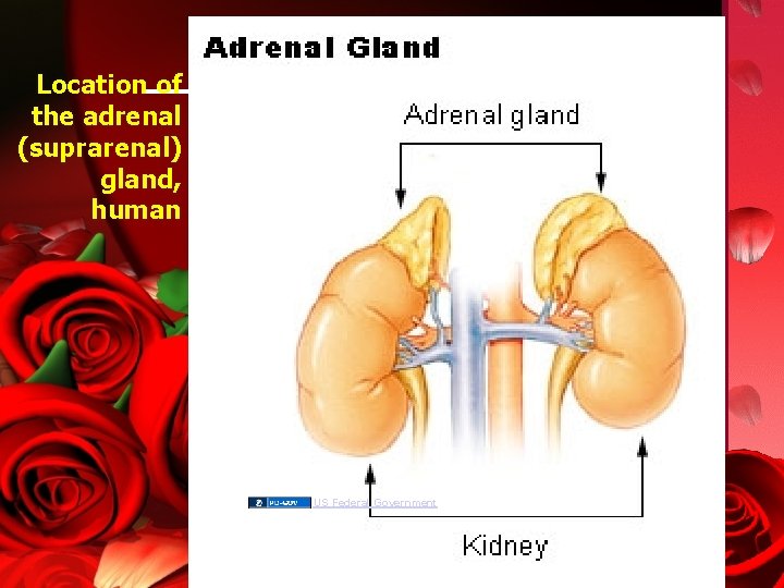 Location of the adrenal (suprarenal) gland, human US Federal Government 