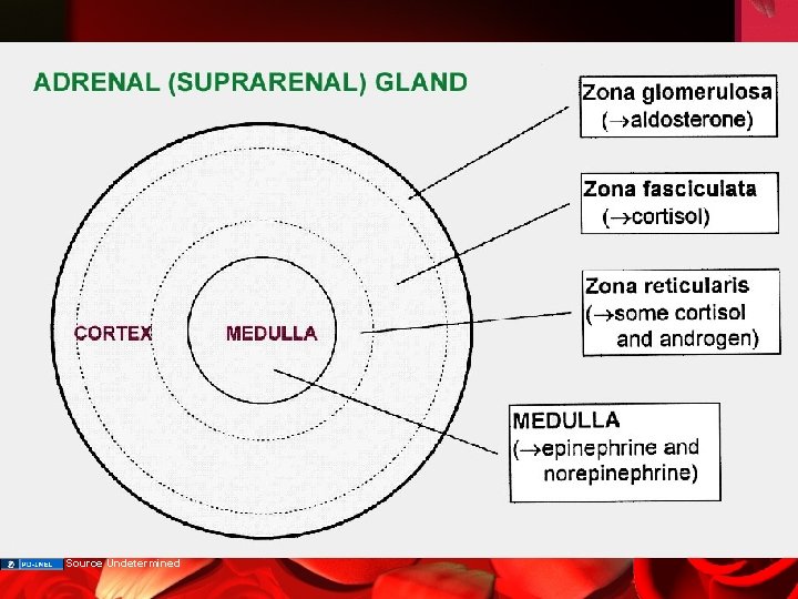 Adrenal (suprarenal) gland Source Undetermined 