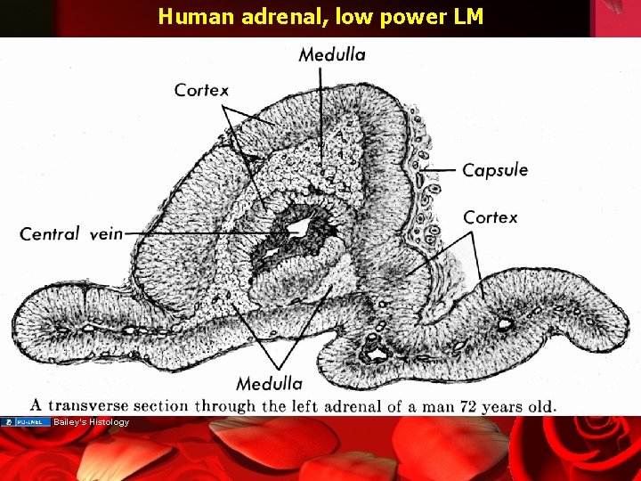 Human adrenal, low power LM Bailey’s Histology 