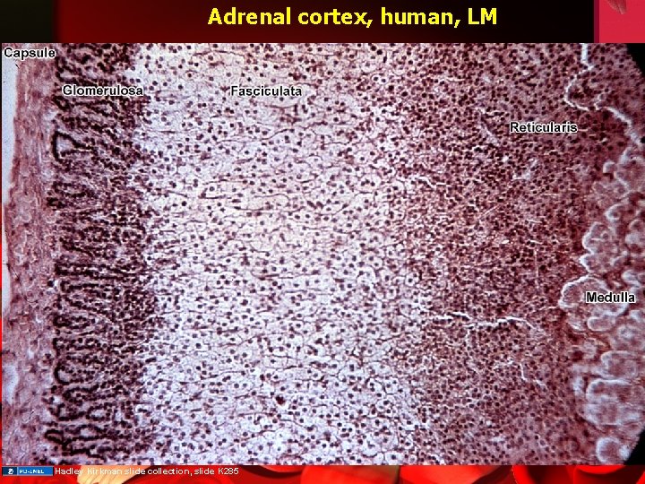 Adrenal cortex, human, LM Hadley Kirkman slide collection, slide K 285 