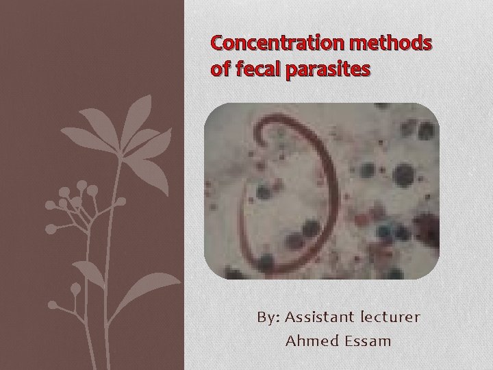 Concentration methods of fecal parasites By: Assistant lecturer Ahmed Essam 