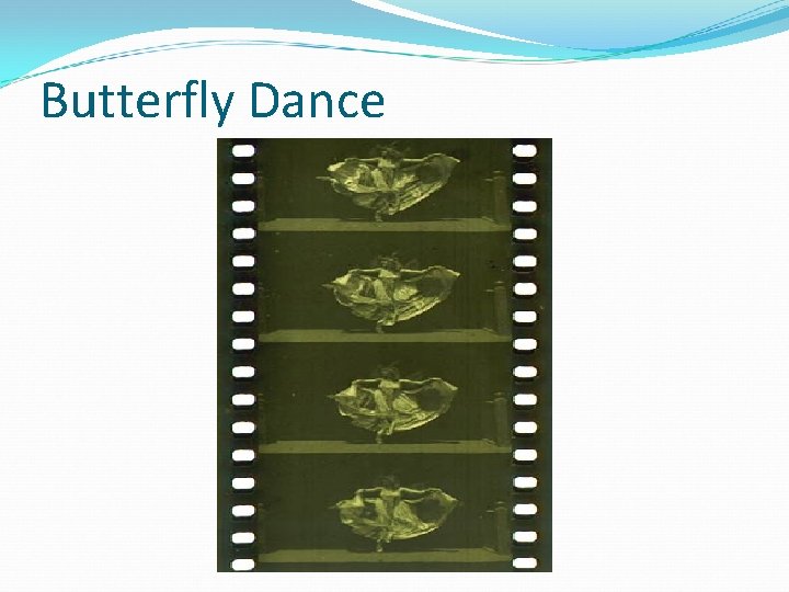 Butterfly Dance 