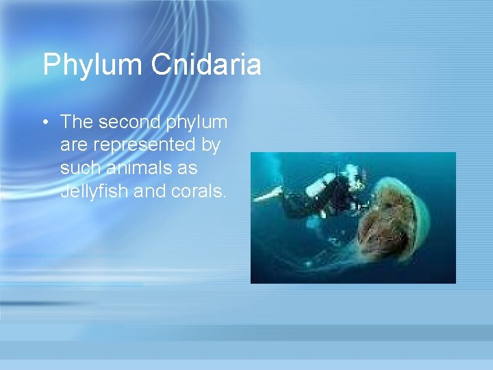 Phylum Cnidaria • The second phylum are represented by such animals as Jellyfish and