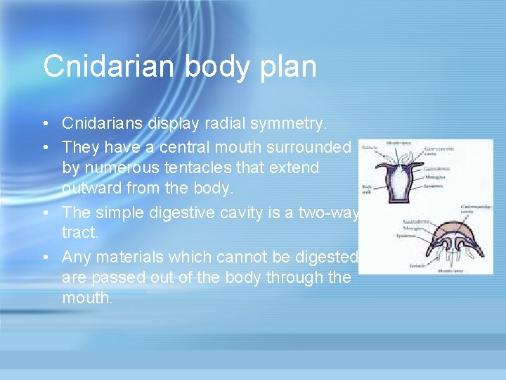 Cnidarian body plan • Cnidarians display radial symmetry. • They have a central mouth