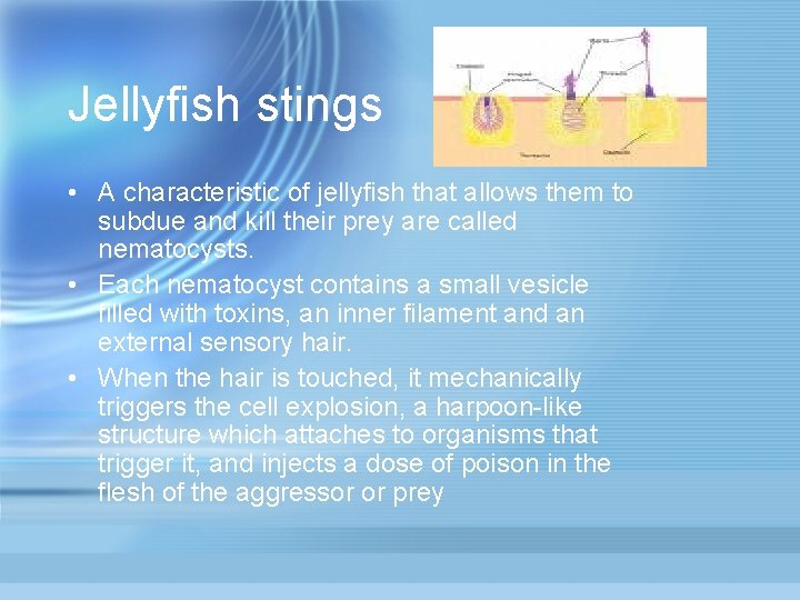 Jellyfish stings • A characteristic of jellyfish that allows them to subdue and kill