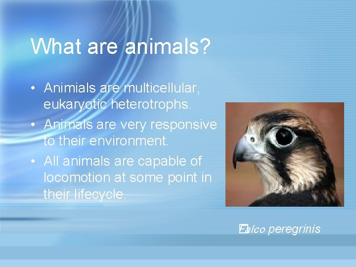 What are animals? • Animials are multicellular, eukaryotic heterotrophs. • Animals are very responsive