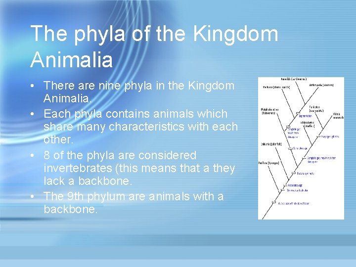 The phyla of the Kingdom Animalia • There are nine phyla in the Kingdom