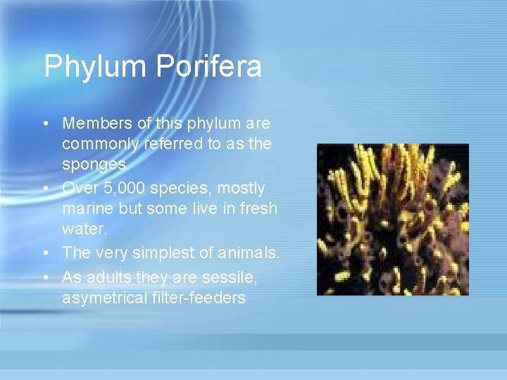 Phylum Porifera • Members of this phylum are commonly referred to as the sponges.