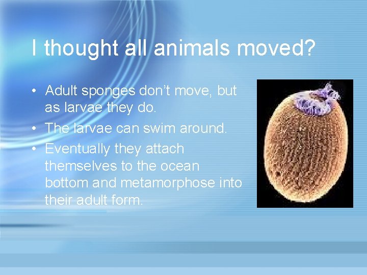I thought all animals moved? • Adult sponges don’t move, but as larvae they