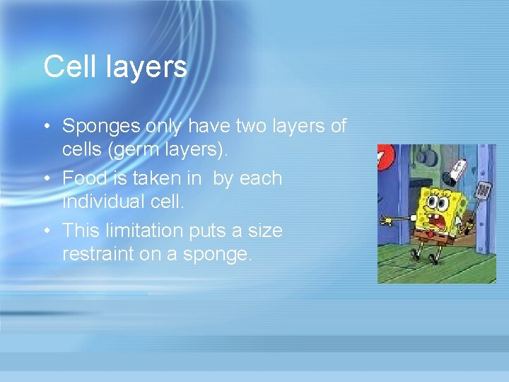 Cell layers • Sponges only have two layers of cells (germ layers). • Food