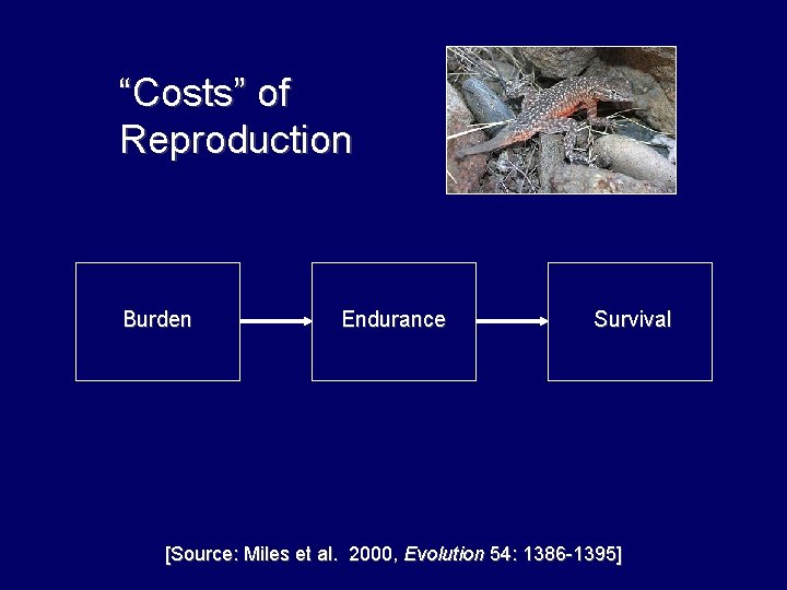 “Costs” of Reproduction Burden Endurance Survival [Source: Miles et al. 2000, Evolution 54: 1386