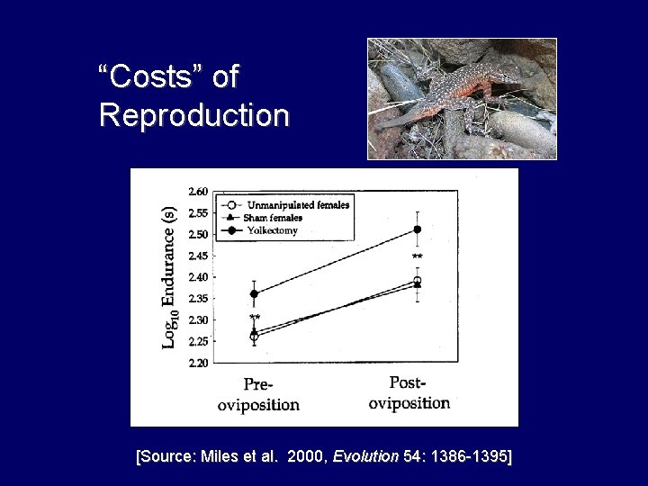 “Costs” of Reproduction [Source: Miles et al. 2000, Evolution 54: 1386 -1395] 